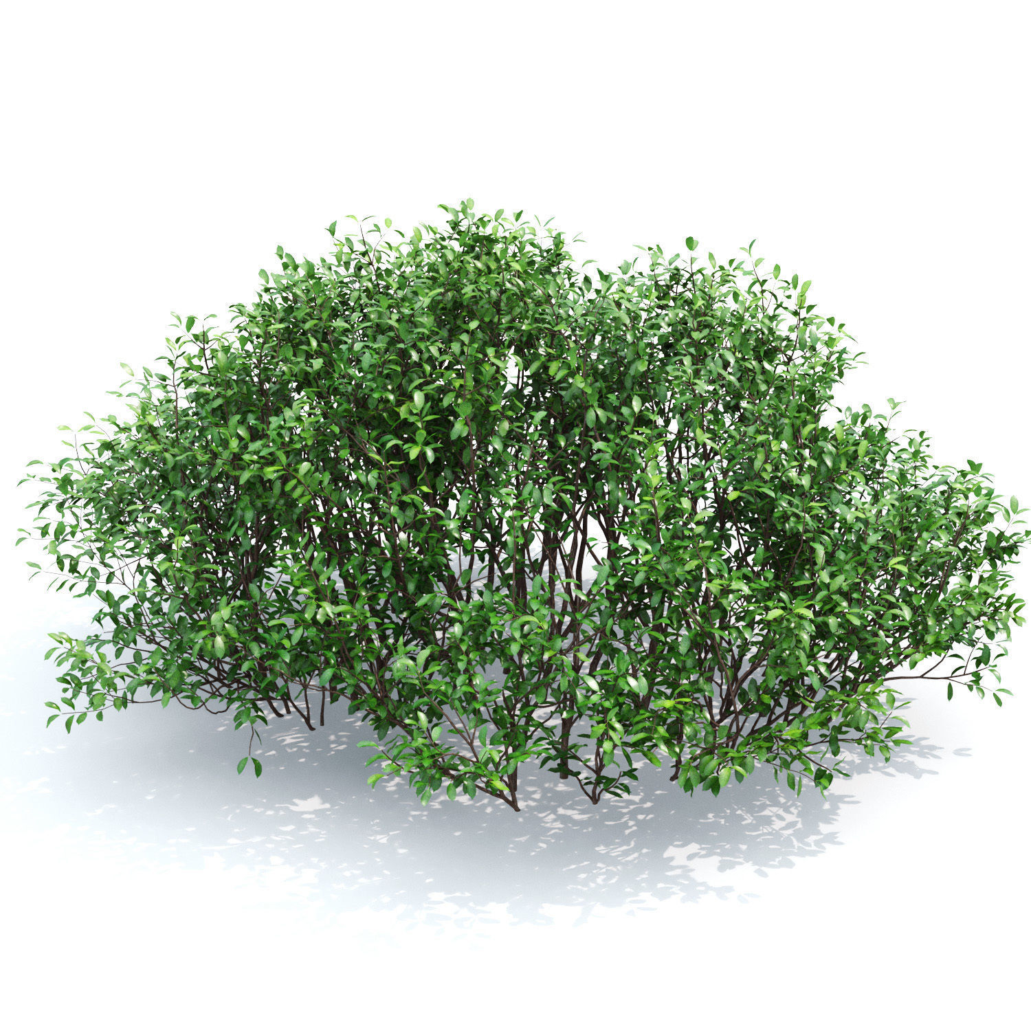 Euonymus bush 01 3D model_2