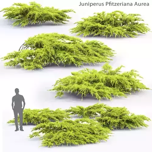 Juniperus Pfitzeriana Aurea 01