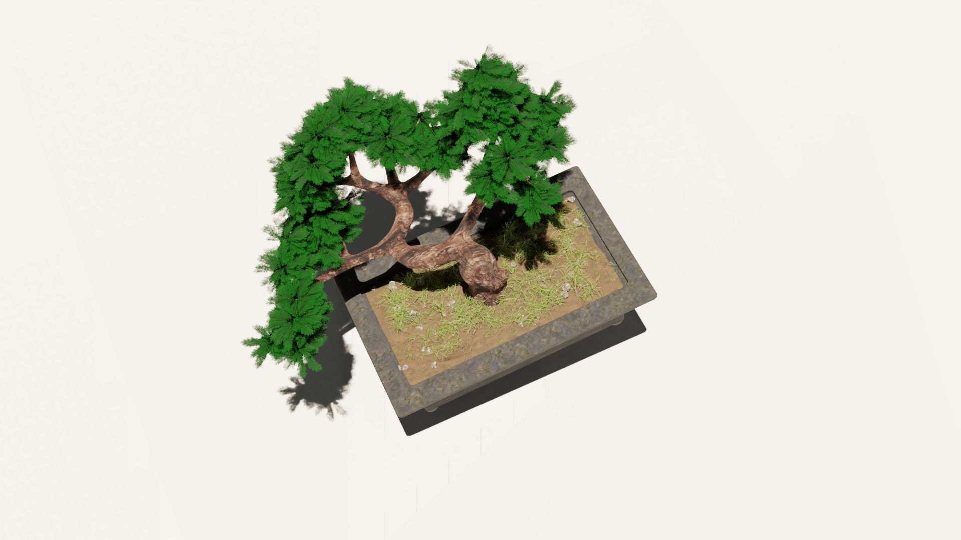 Bonsai tree 3D model_1