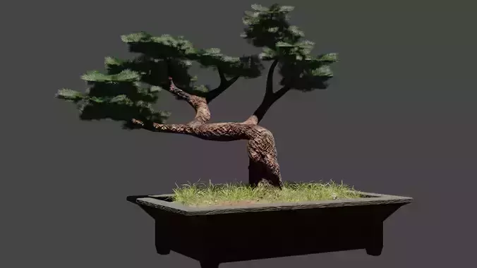 Bonsai tree