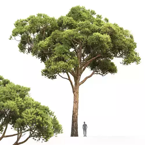 Pinus Pinea 01 3D model