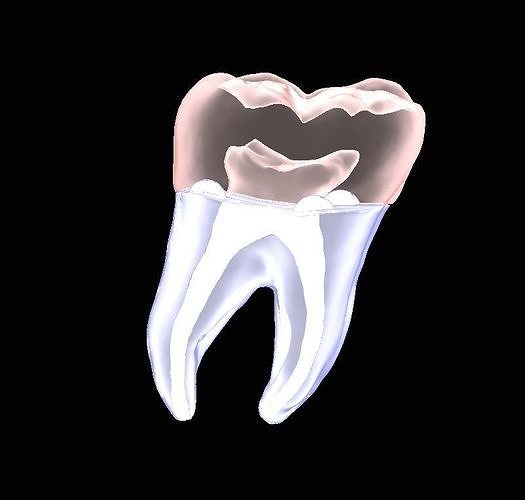 Natural teeth anatomy model with root canal 2 pieces  Free 3D print model