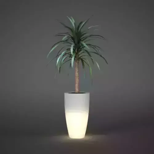 Tropical Potted Palm Plant
