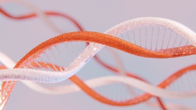 Deoxyribonucleic acid DNA 3D model