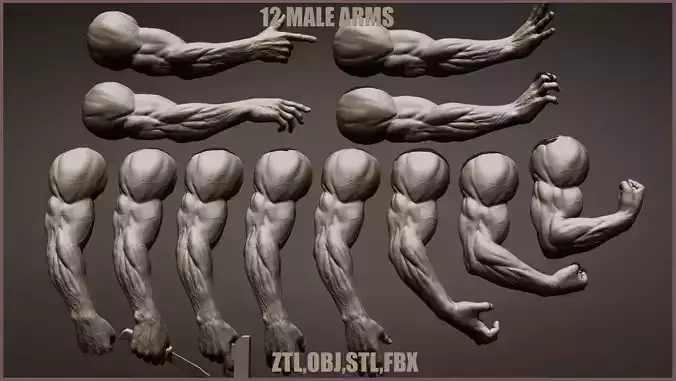 12 male arms 3D model