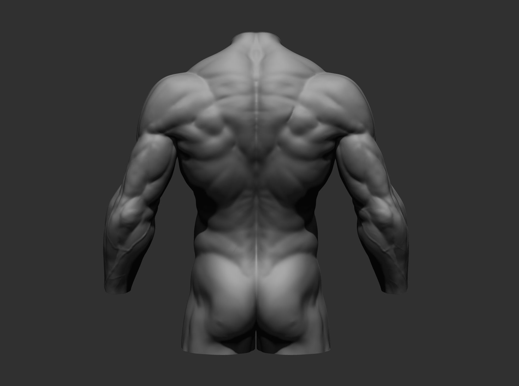 Torsos male torso Free 3D model_9