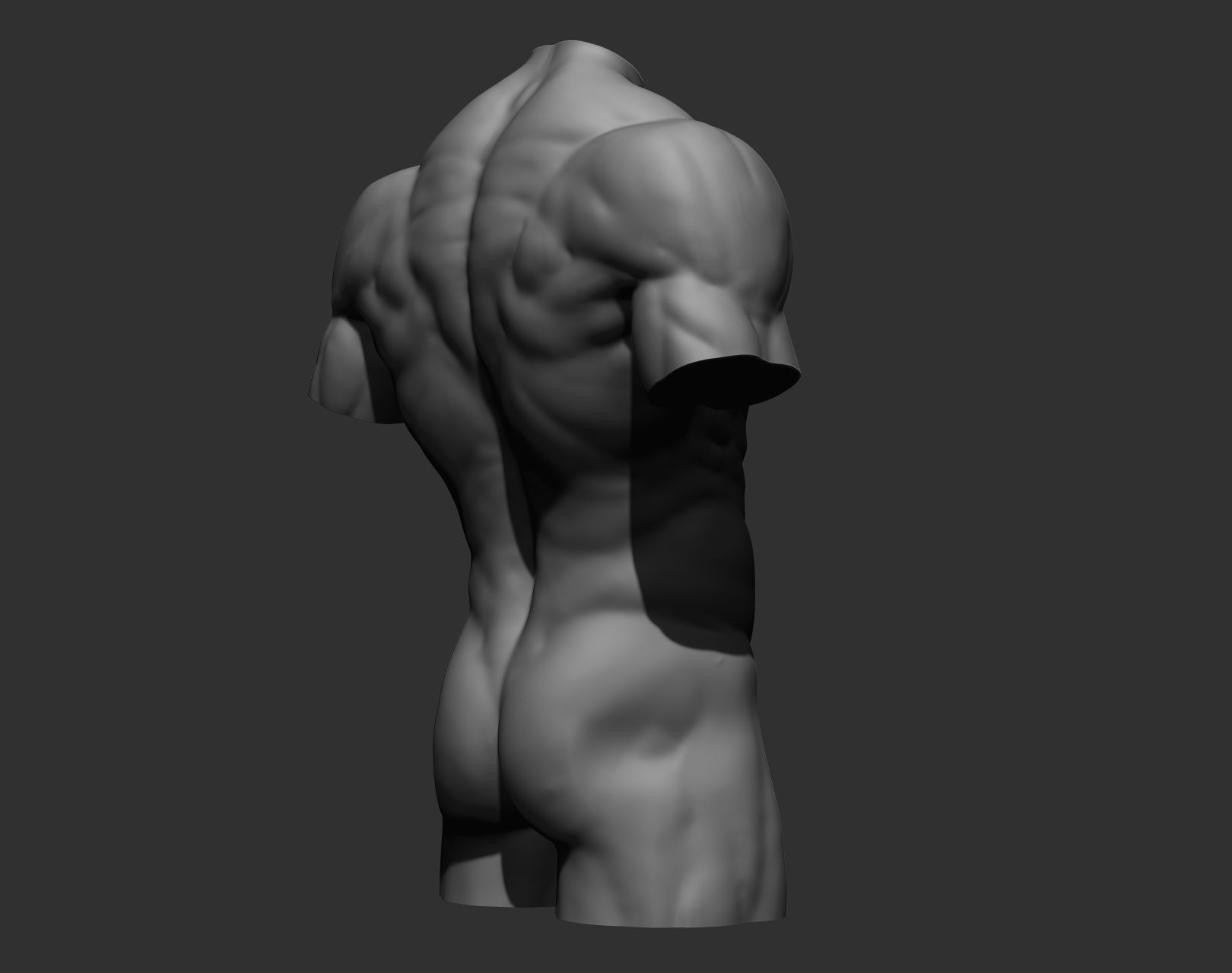 Torsos male torso Free 3D model_22