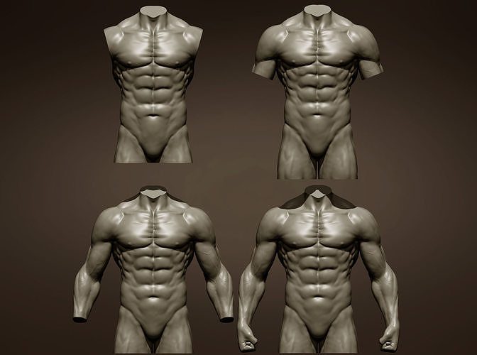 Torsos male torso 3D model