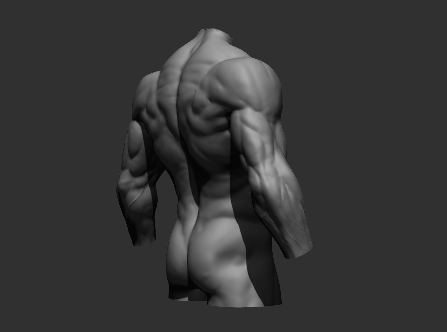 Torsos male torso Free 3D model_10