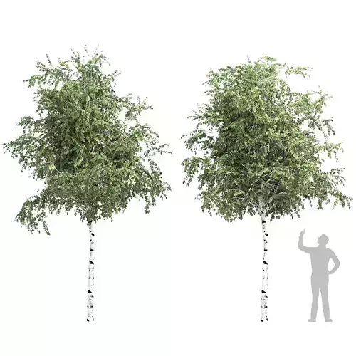 Birch tree set 2 3D model