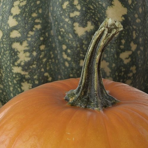 Scanned pumpkins 3D Model Pack 2