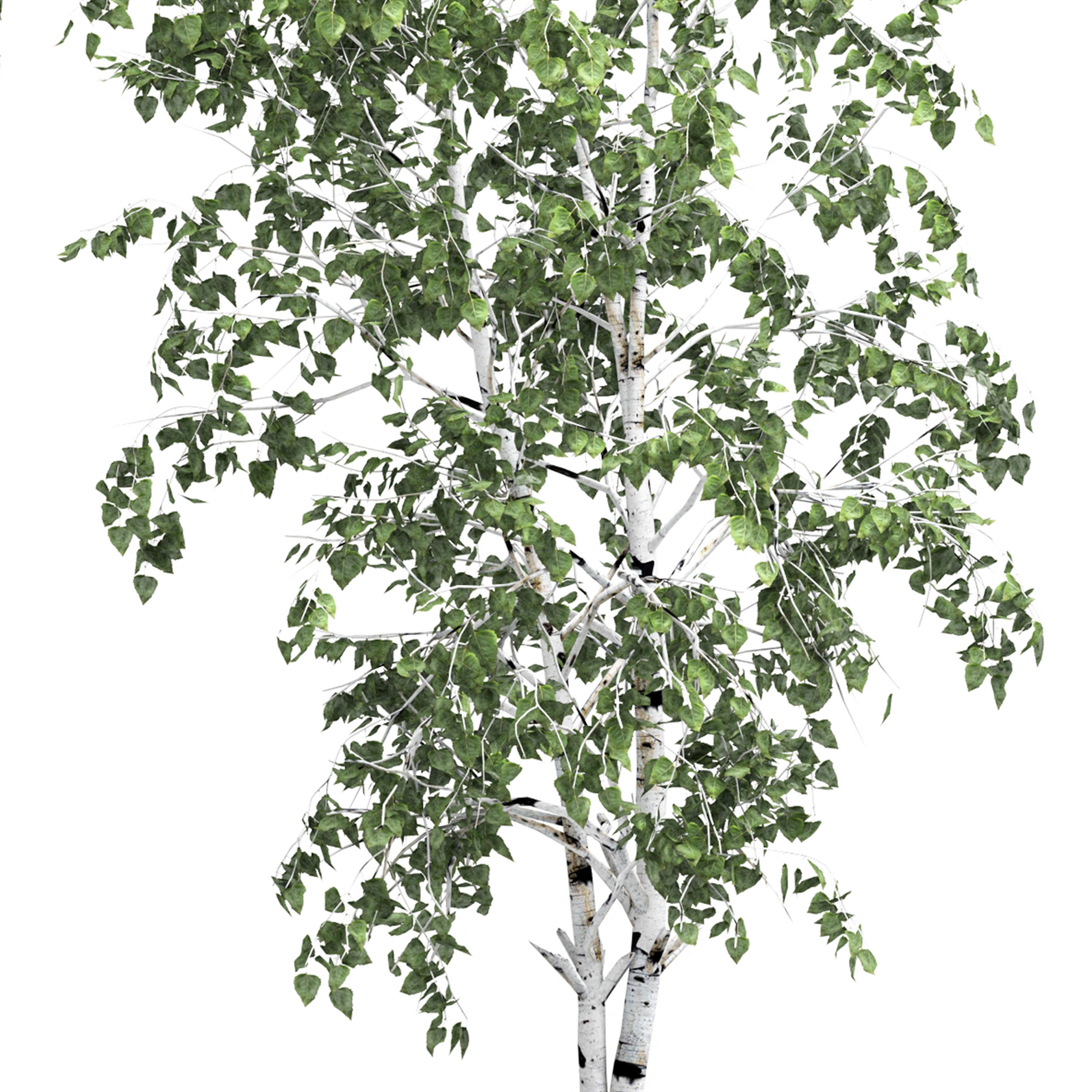 Birch tree set 6 3D model_3