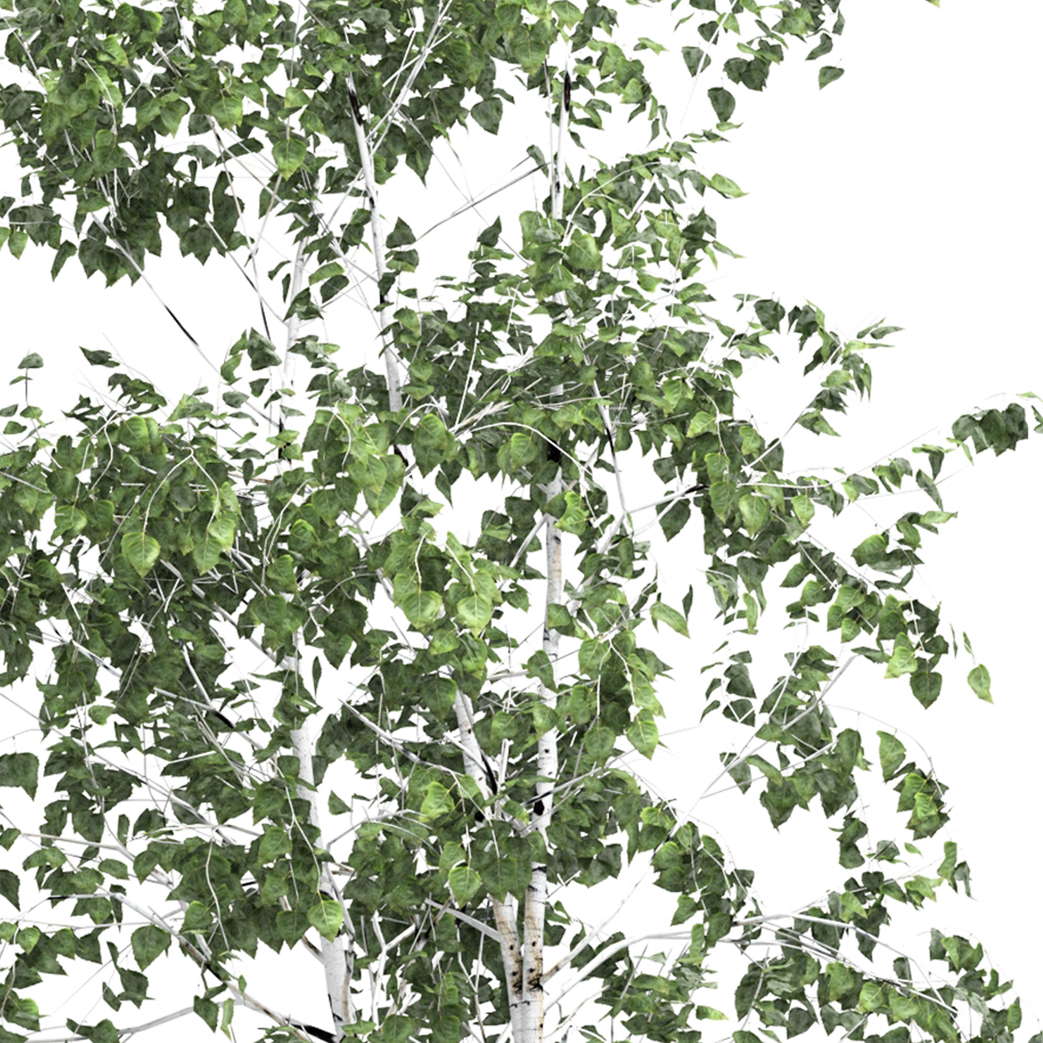 Birch tree set 6 3D model_4