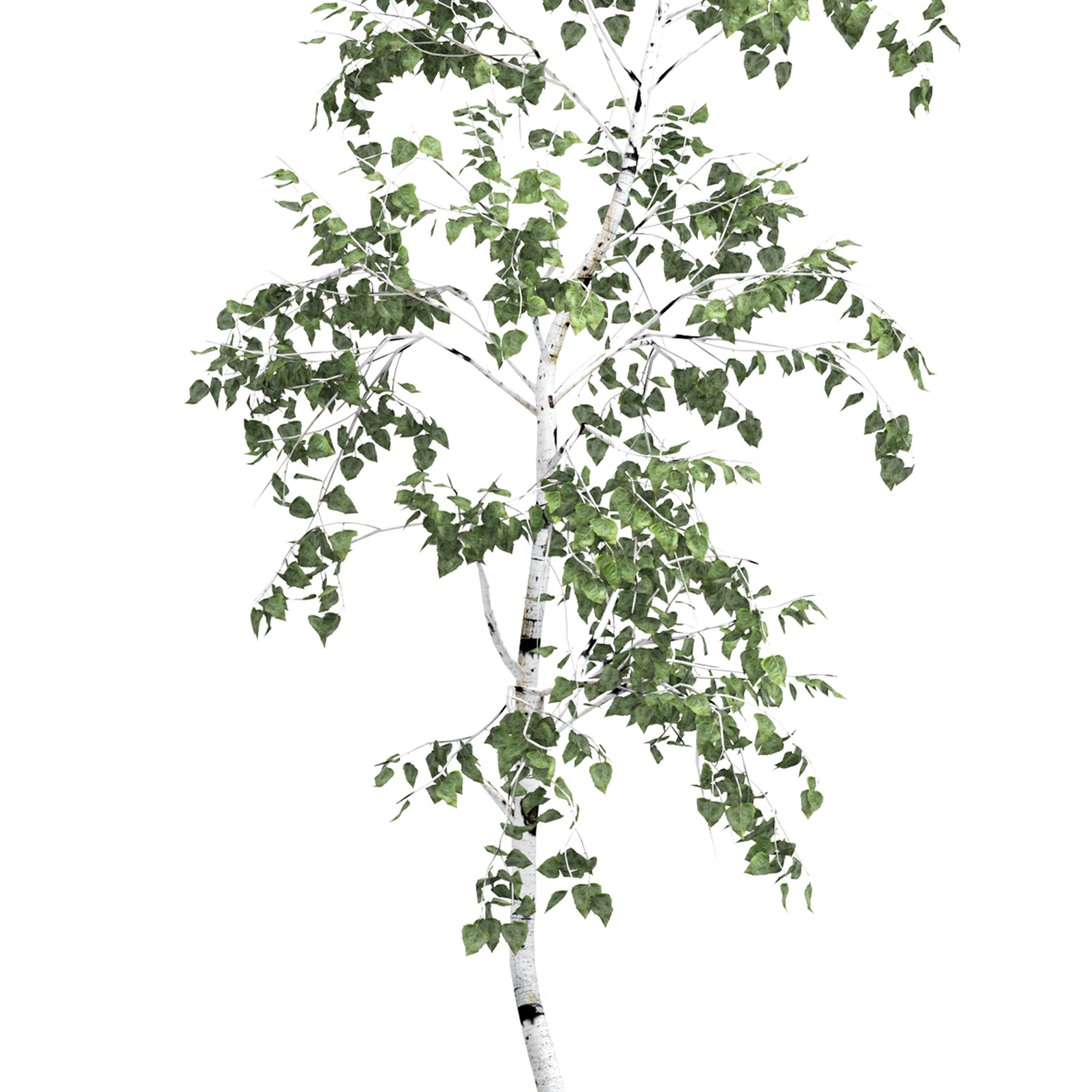 Birch tree set 6 3D model_2