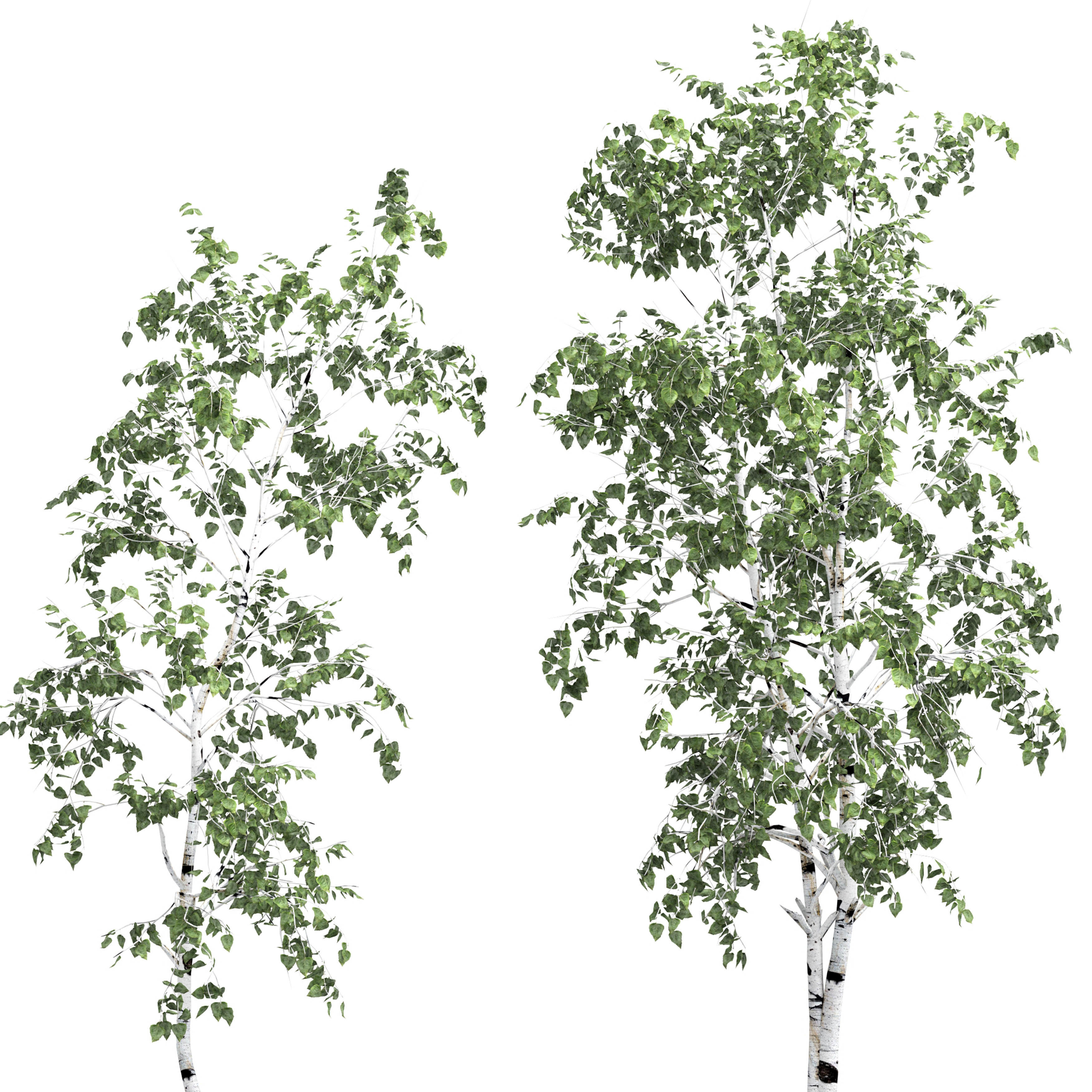 Birch tree set 6 3D model_1