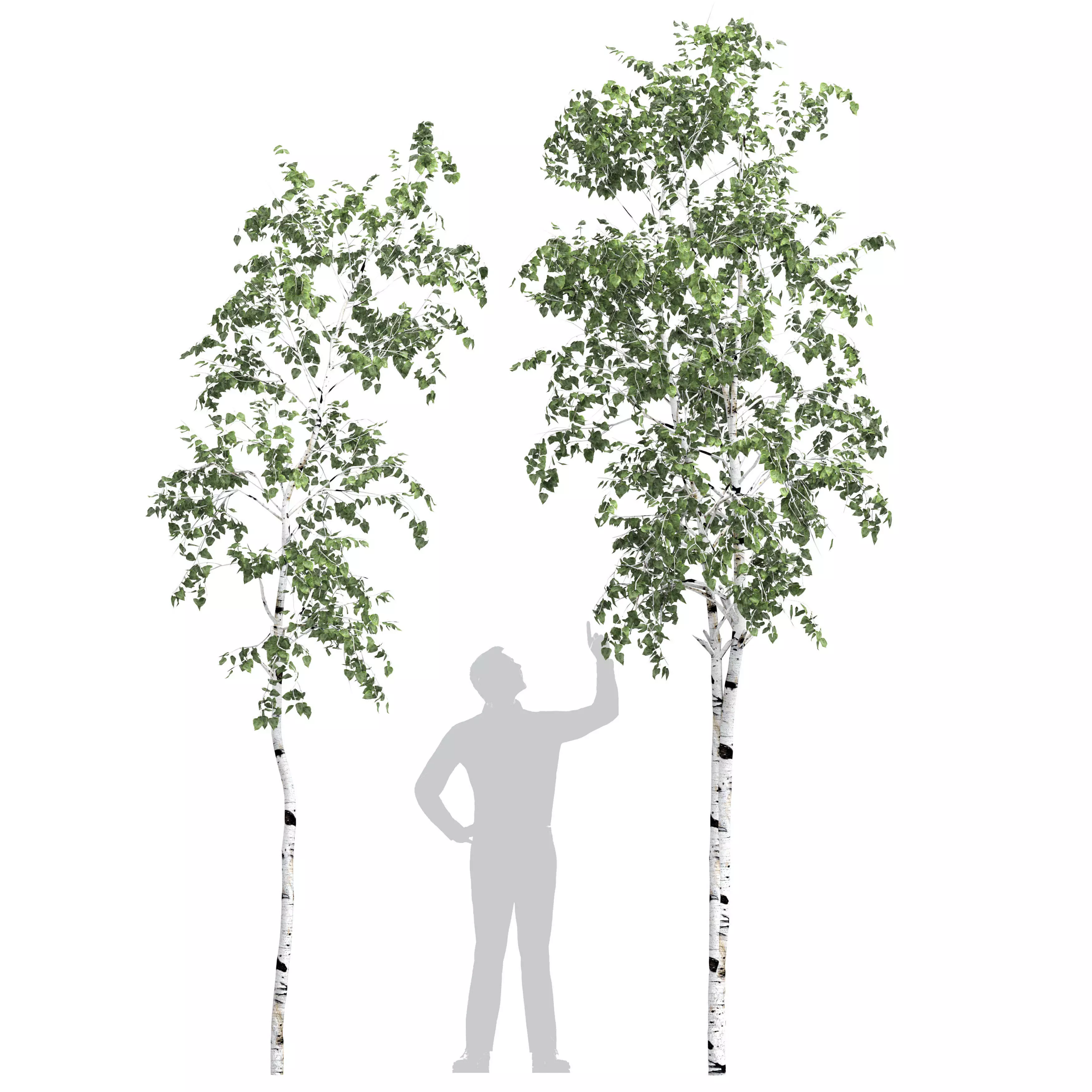 Birch tree set 6 3D model_0