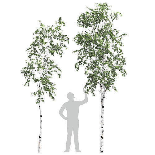 Birch tree set 6 3D model