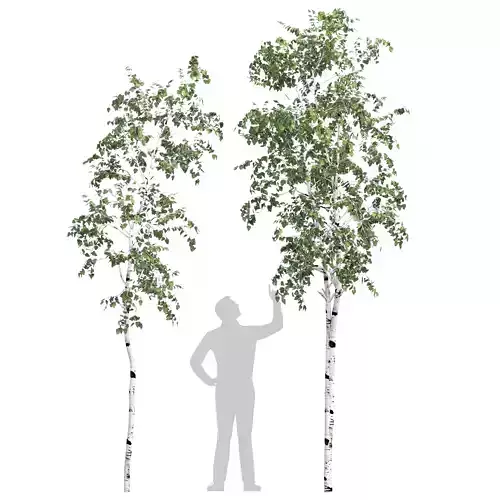 Birch tree set 6 3D model