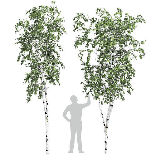 Birch tree set 7 3D model