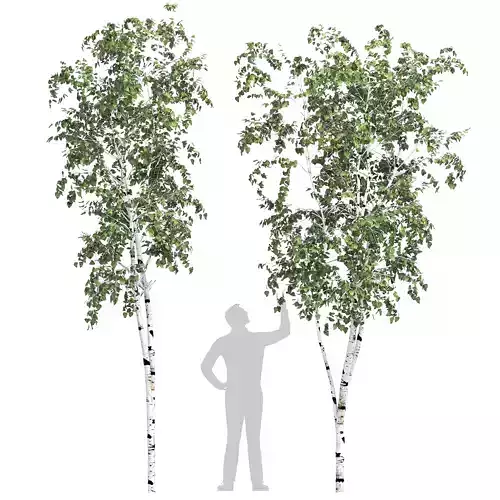 Birch tree set 7 3D model