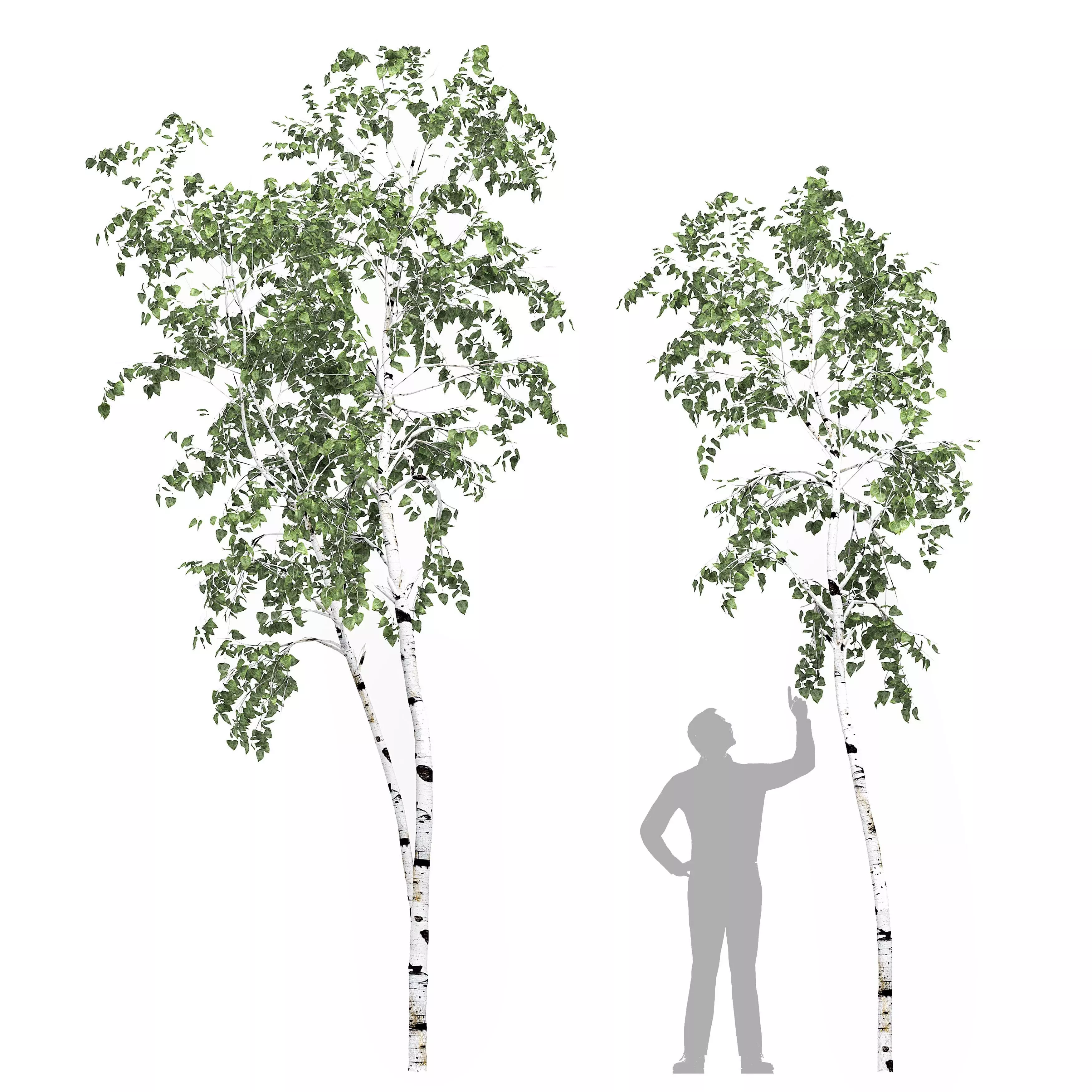 Birch tree set 8 3D model