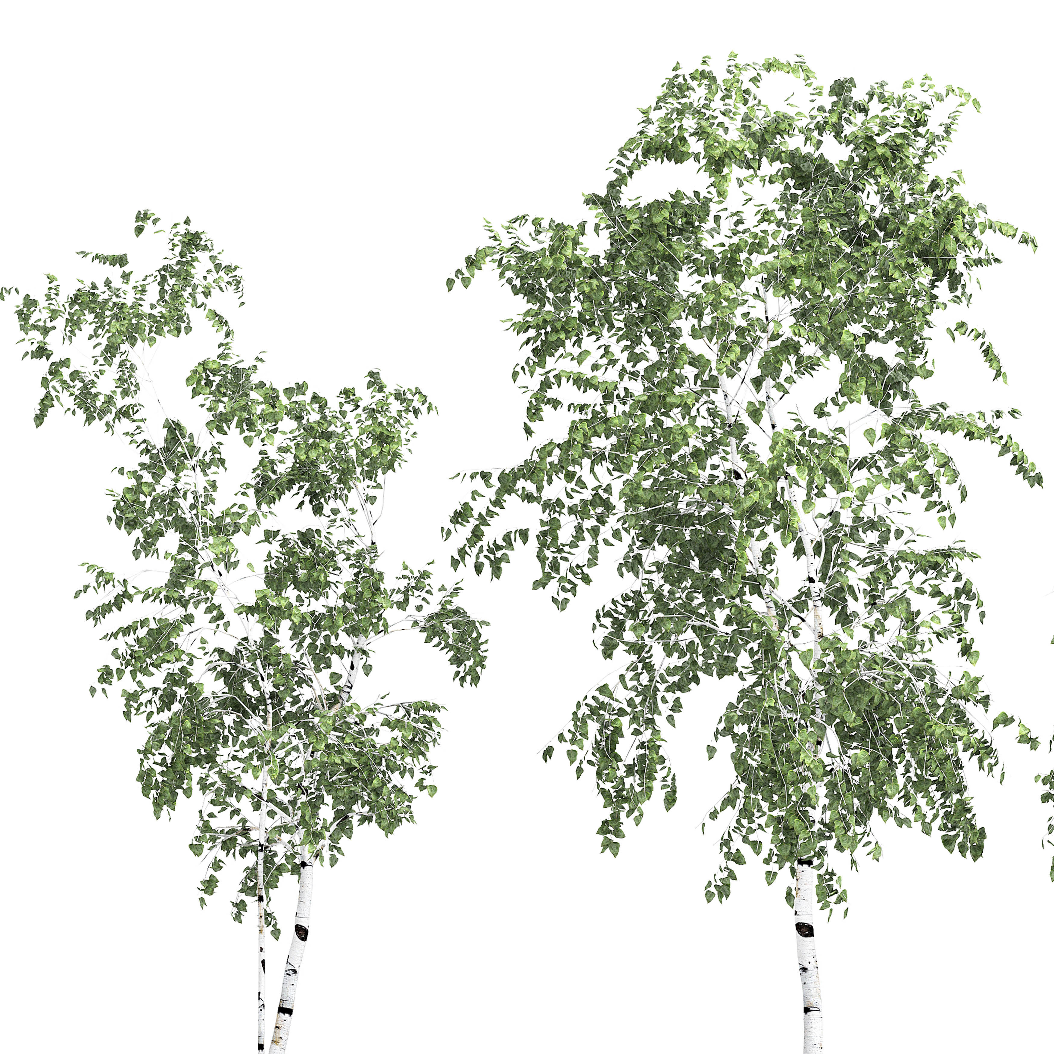 Birch tree set 9 3D model_2