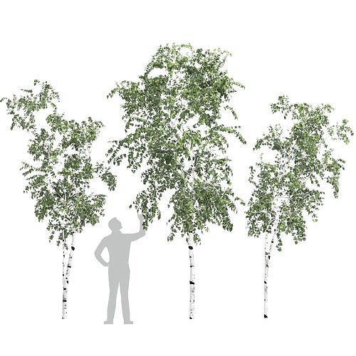 Birch tree set 9 3D model