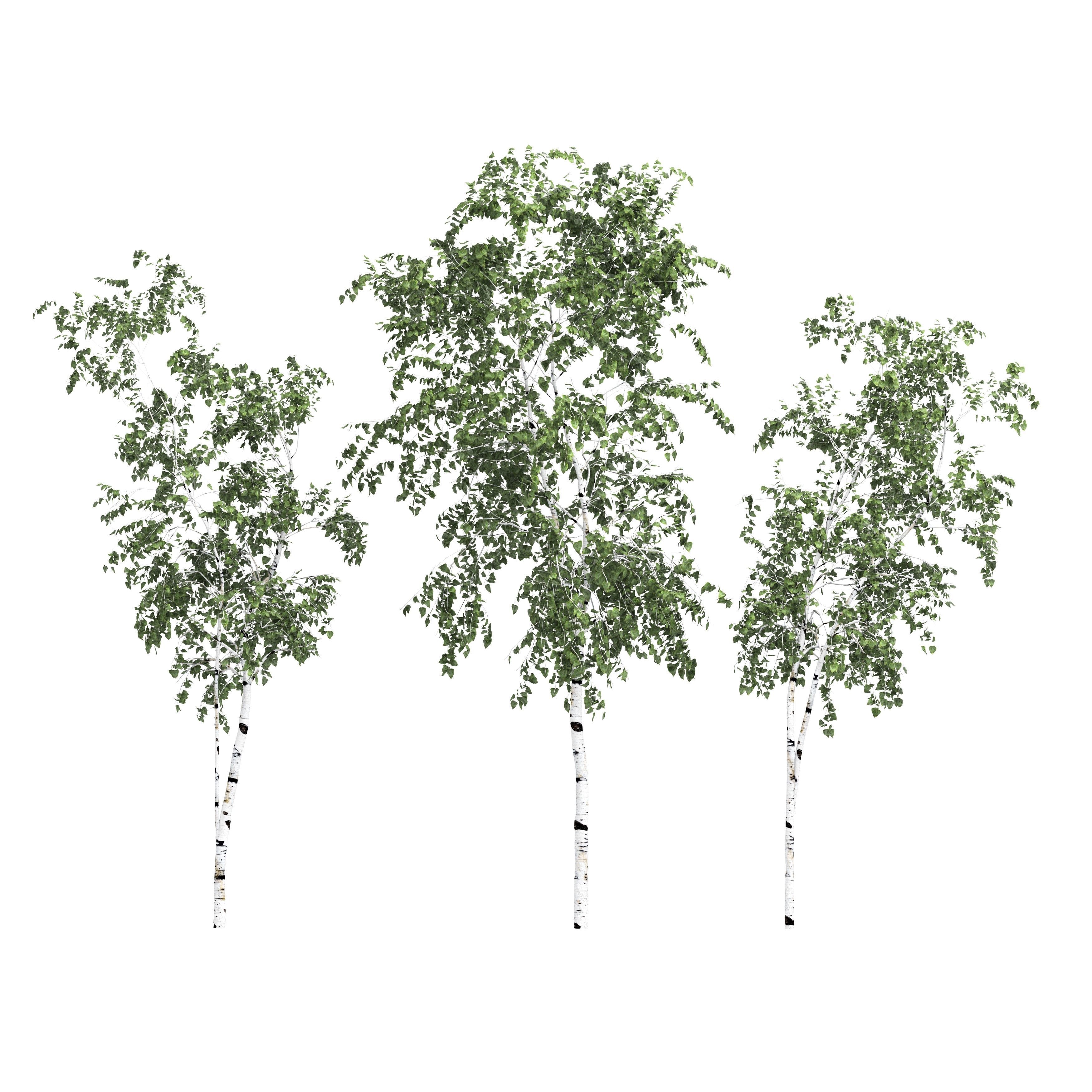 Birch tree set 9 3D model_1