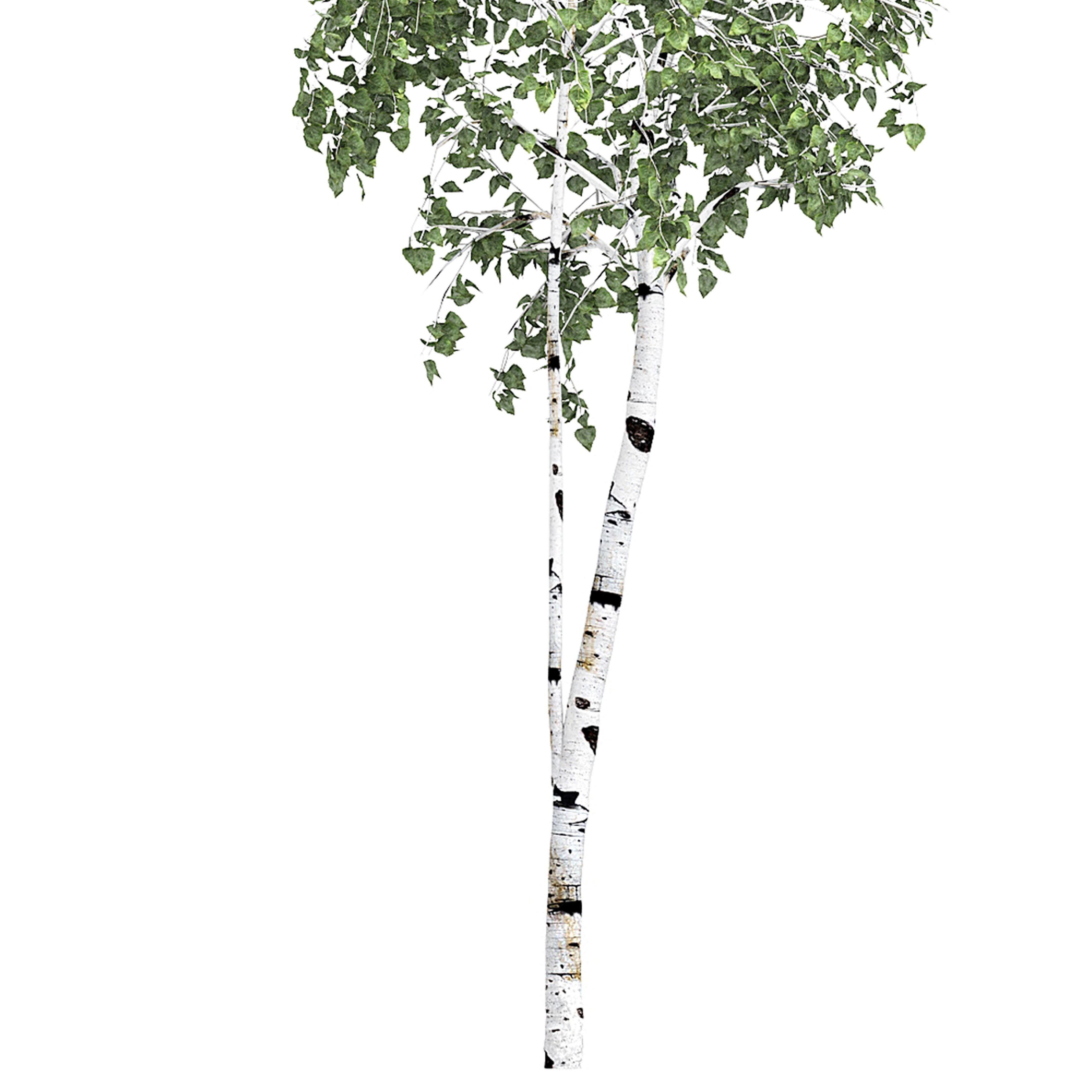 Birch tree set 9 3D model_4