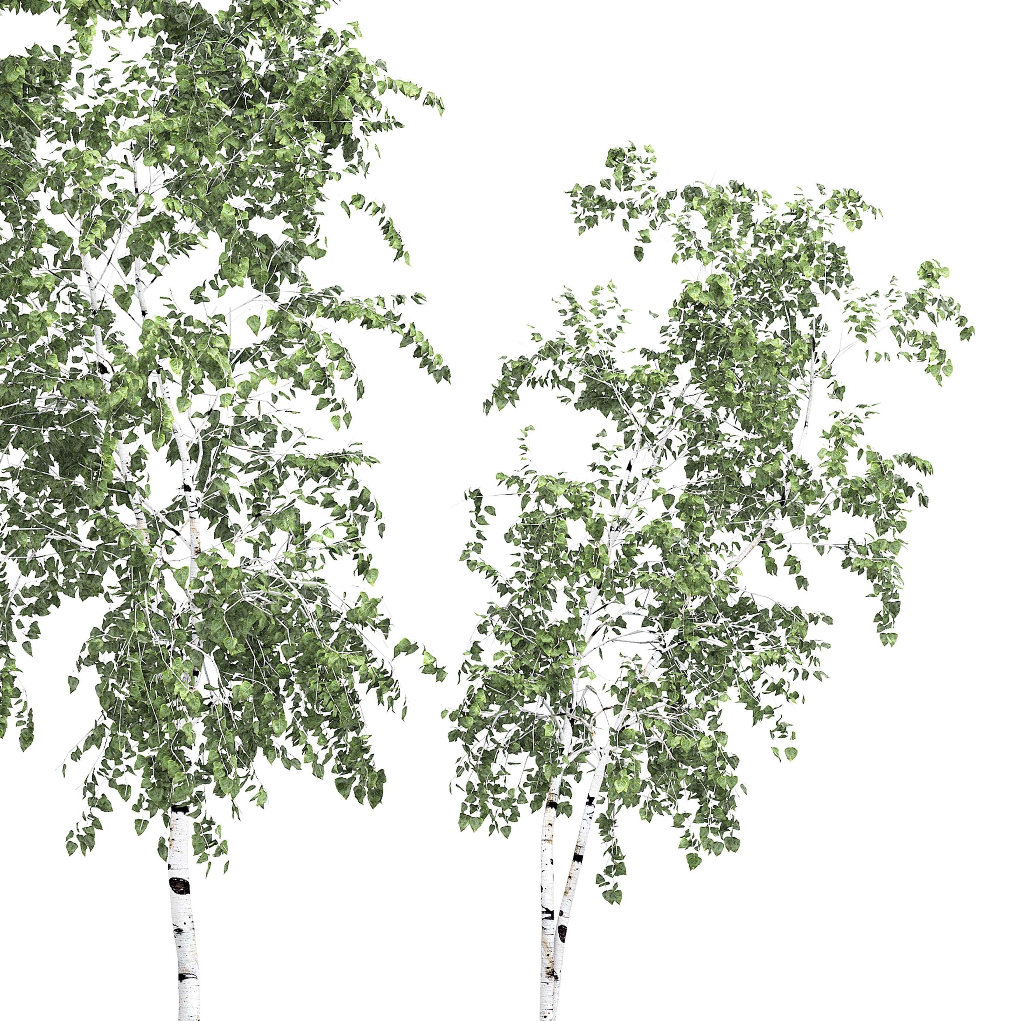 Birch tree set 9 3D model_3