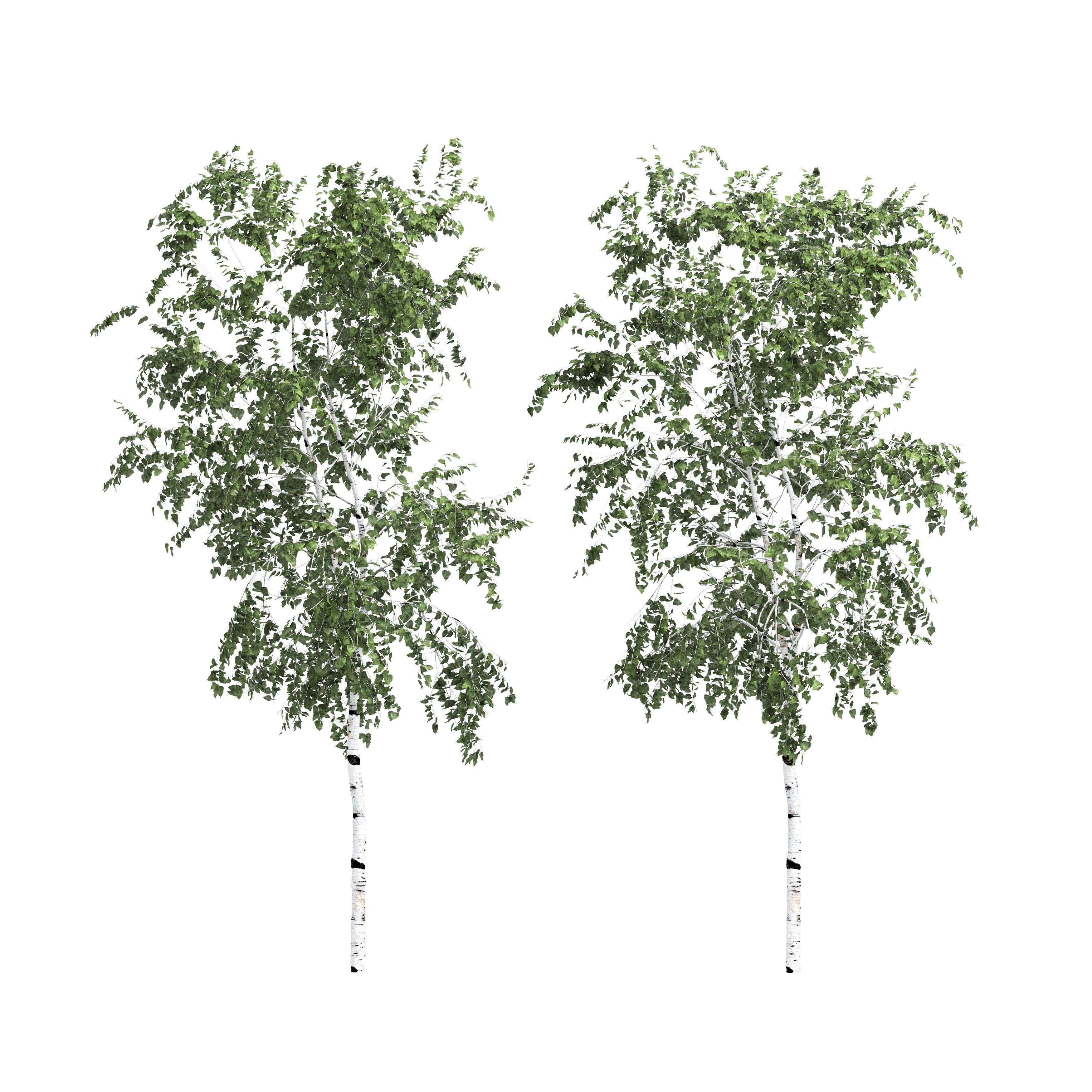 Birch tree set 10 3D model_5