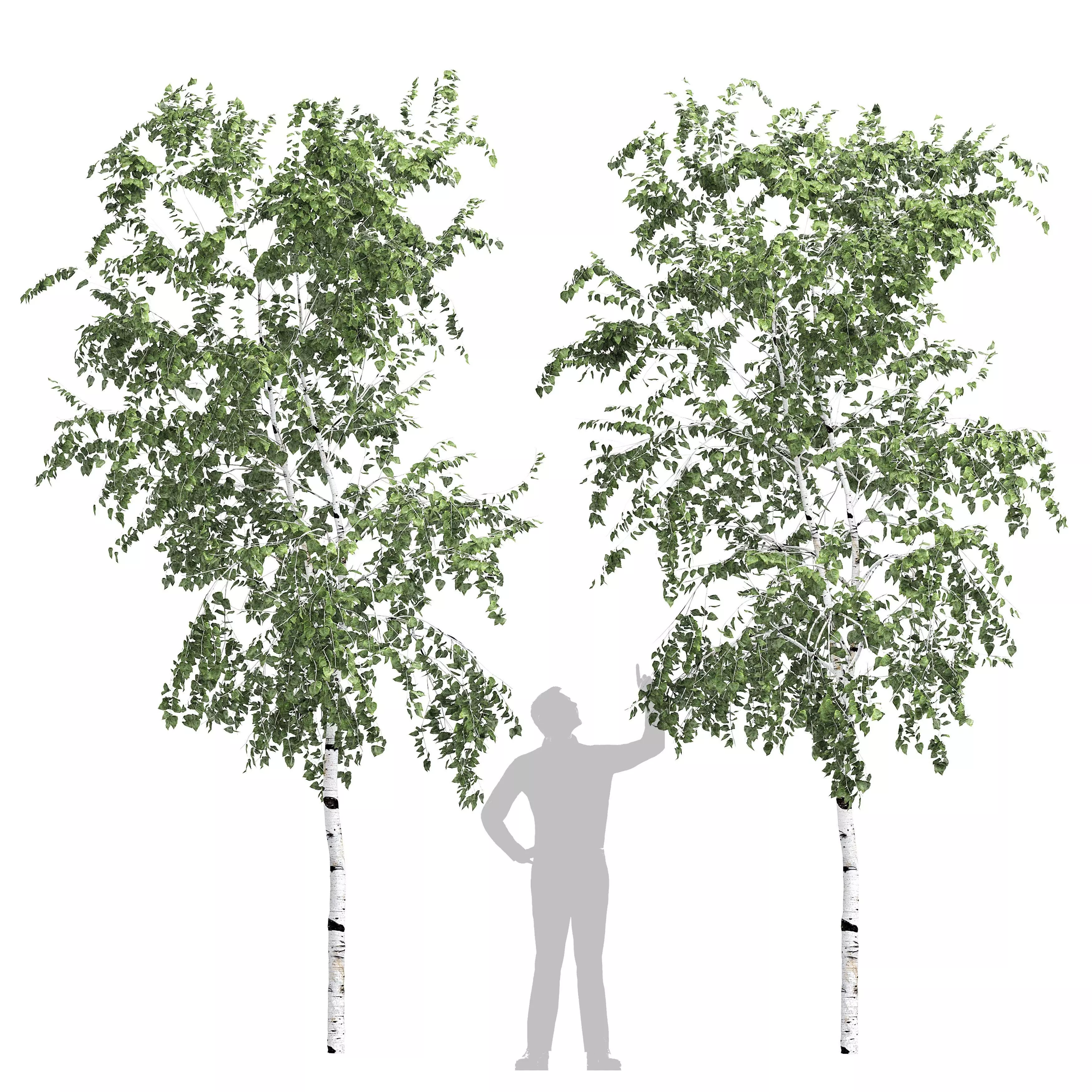 Birch tree set 10 3D model_0