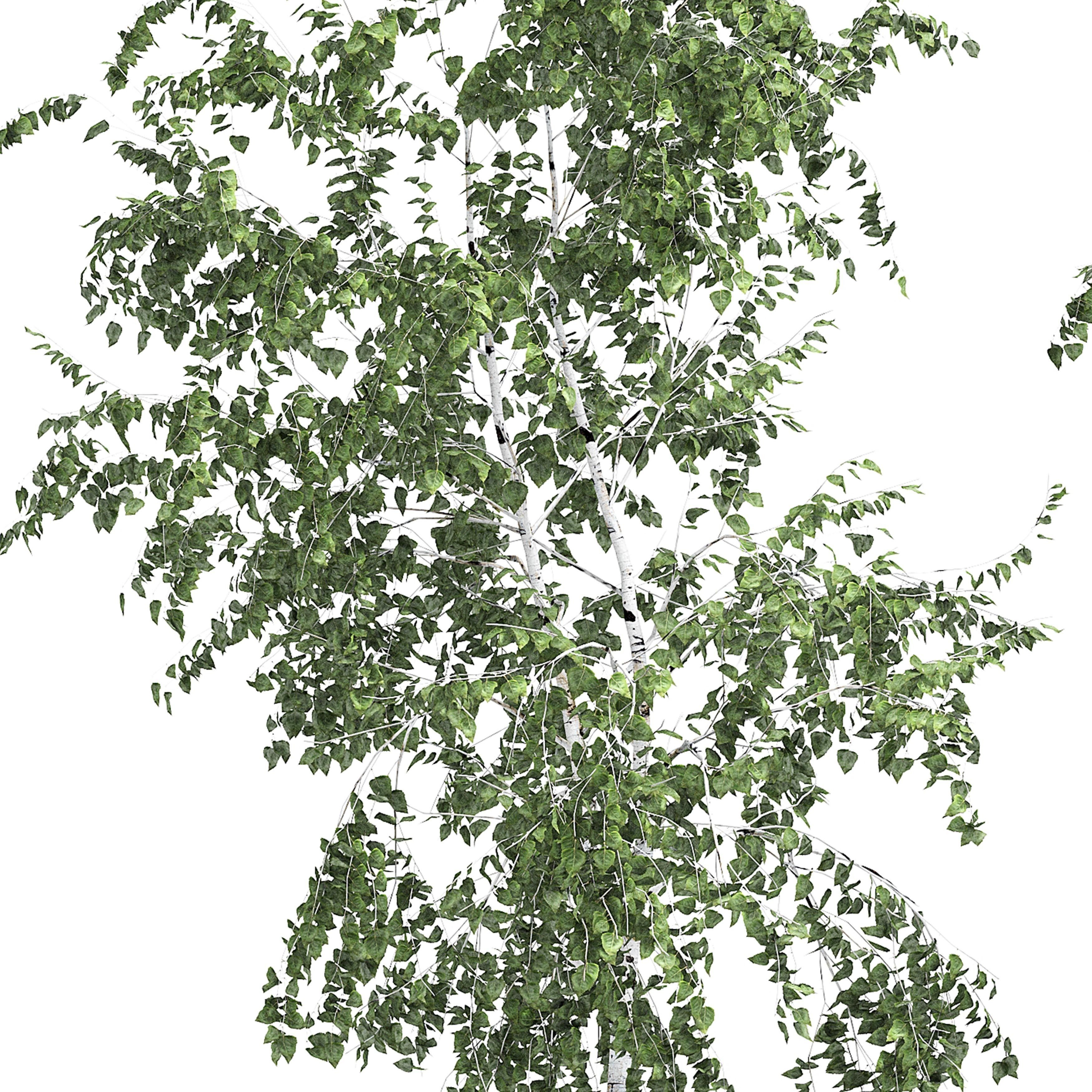 Birch tree set 10 3D model_3