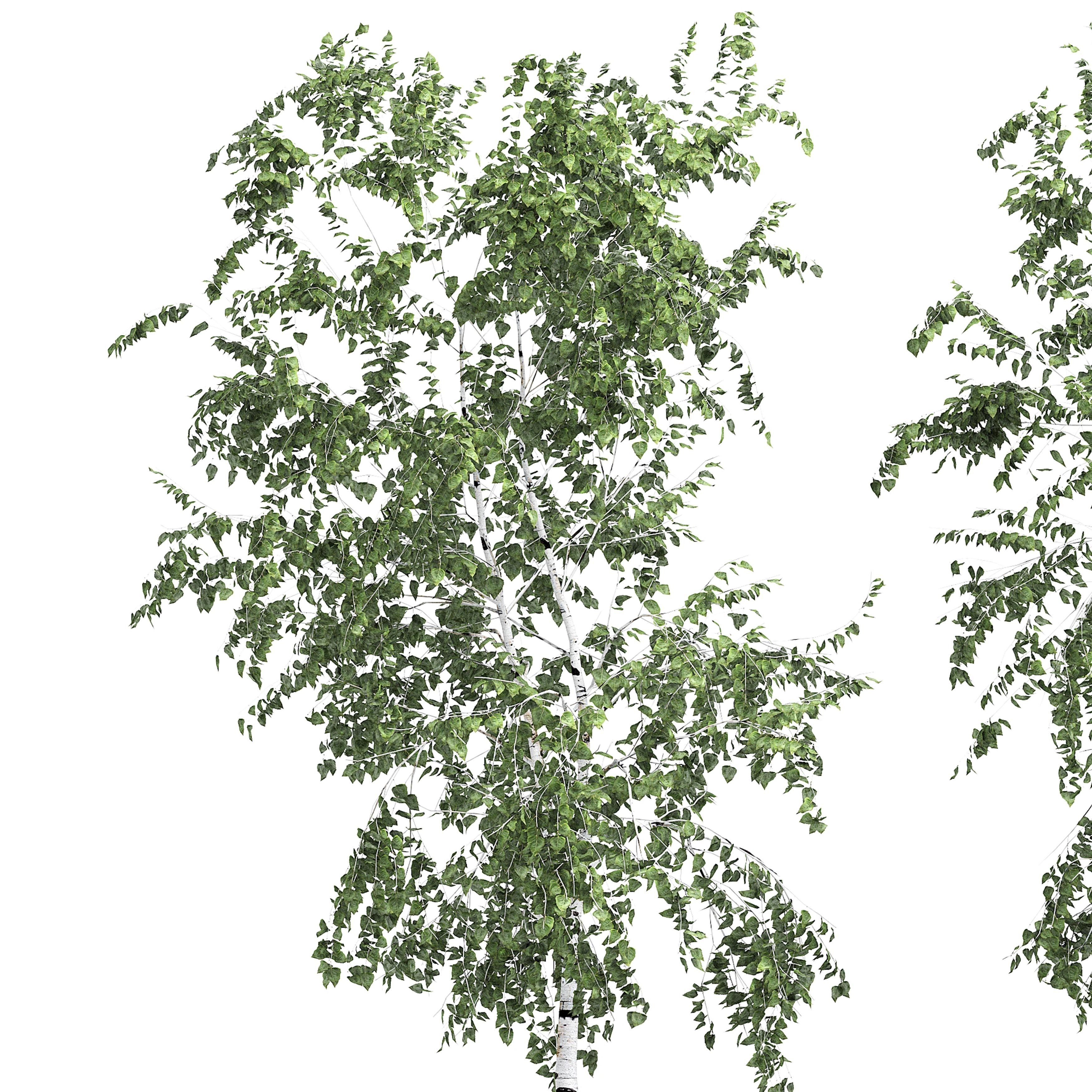 Birch tree set 10 3D model_1