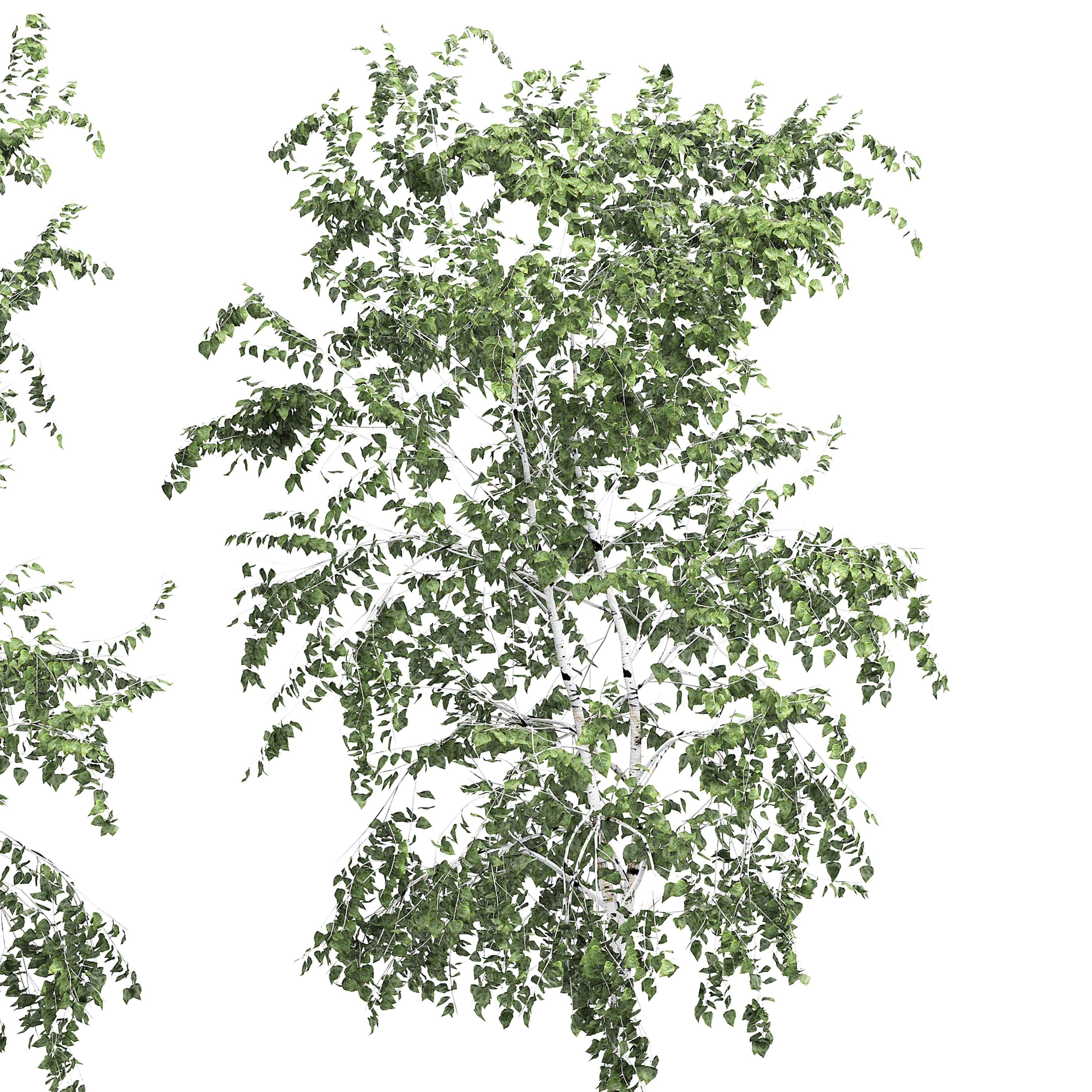 Birch tree set 10 3D model_2