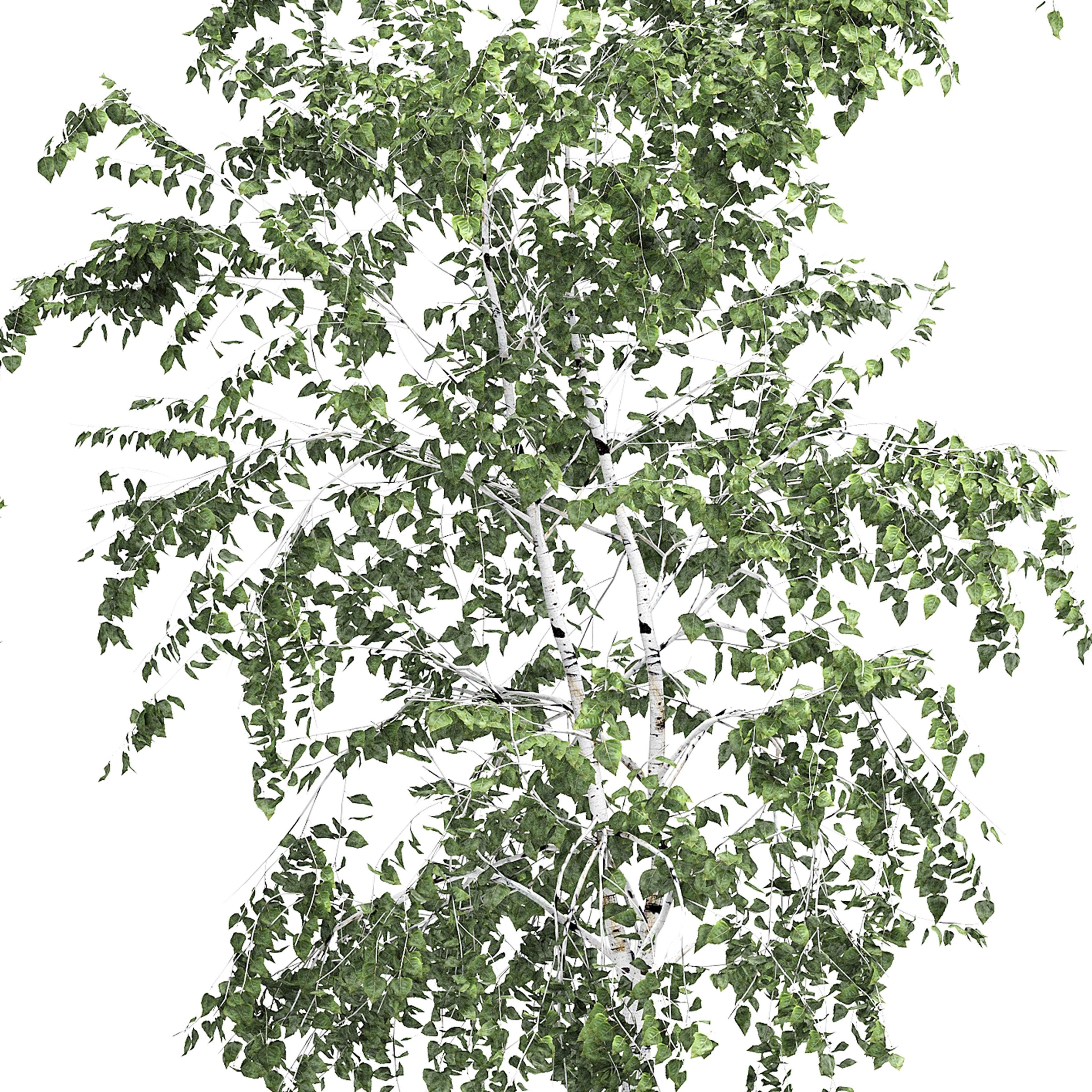 Birch tree set 10 3D model_4