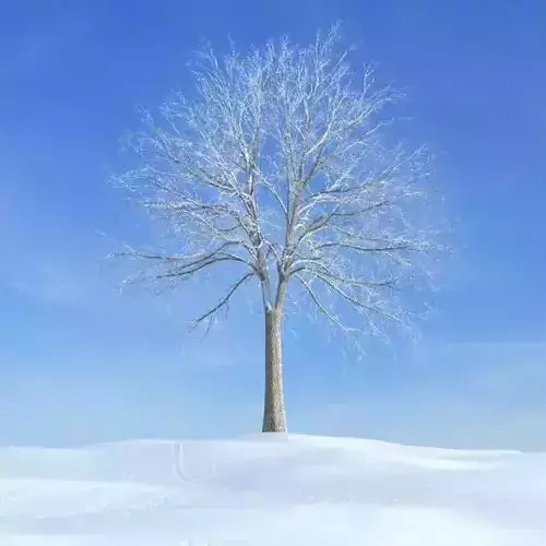 Leafless Winter Tree