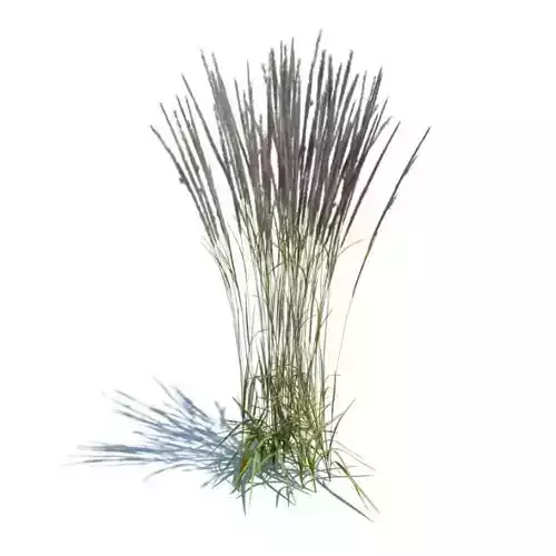 Grass Plant Calamagrostis Acutiflora 3D model