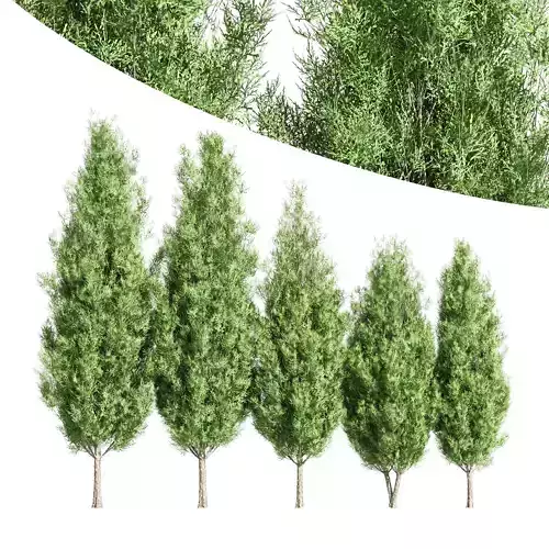 5diffrent tree Italian Cypress01 3D model