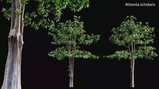 Alstonia scholaris - Milkwood