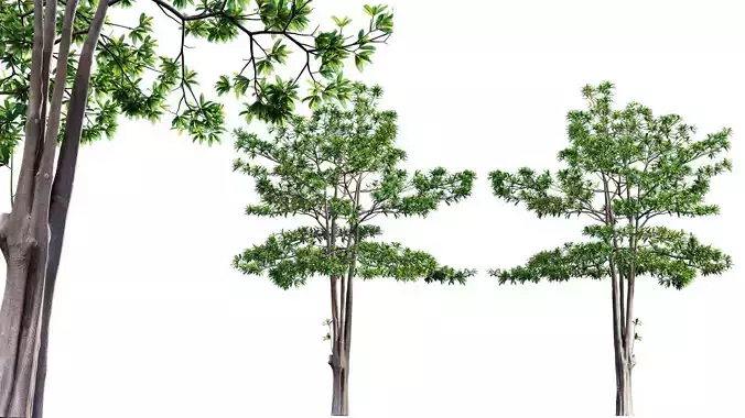 Alstonia scholaris - Milkwood 02 3D model