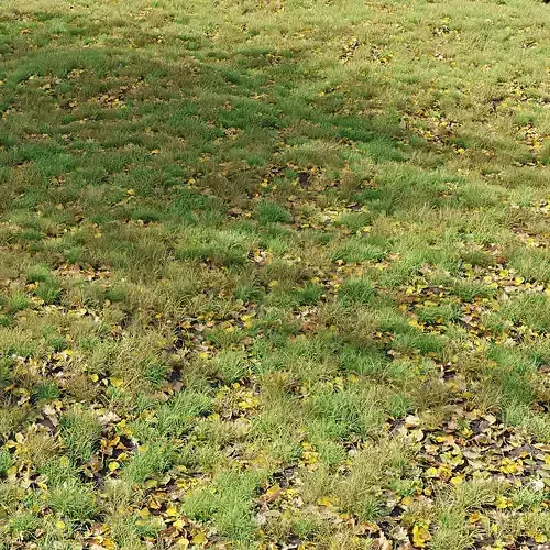 Autumn Grass 01 3D model