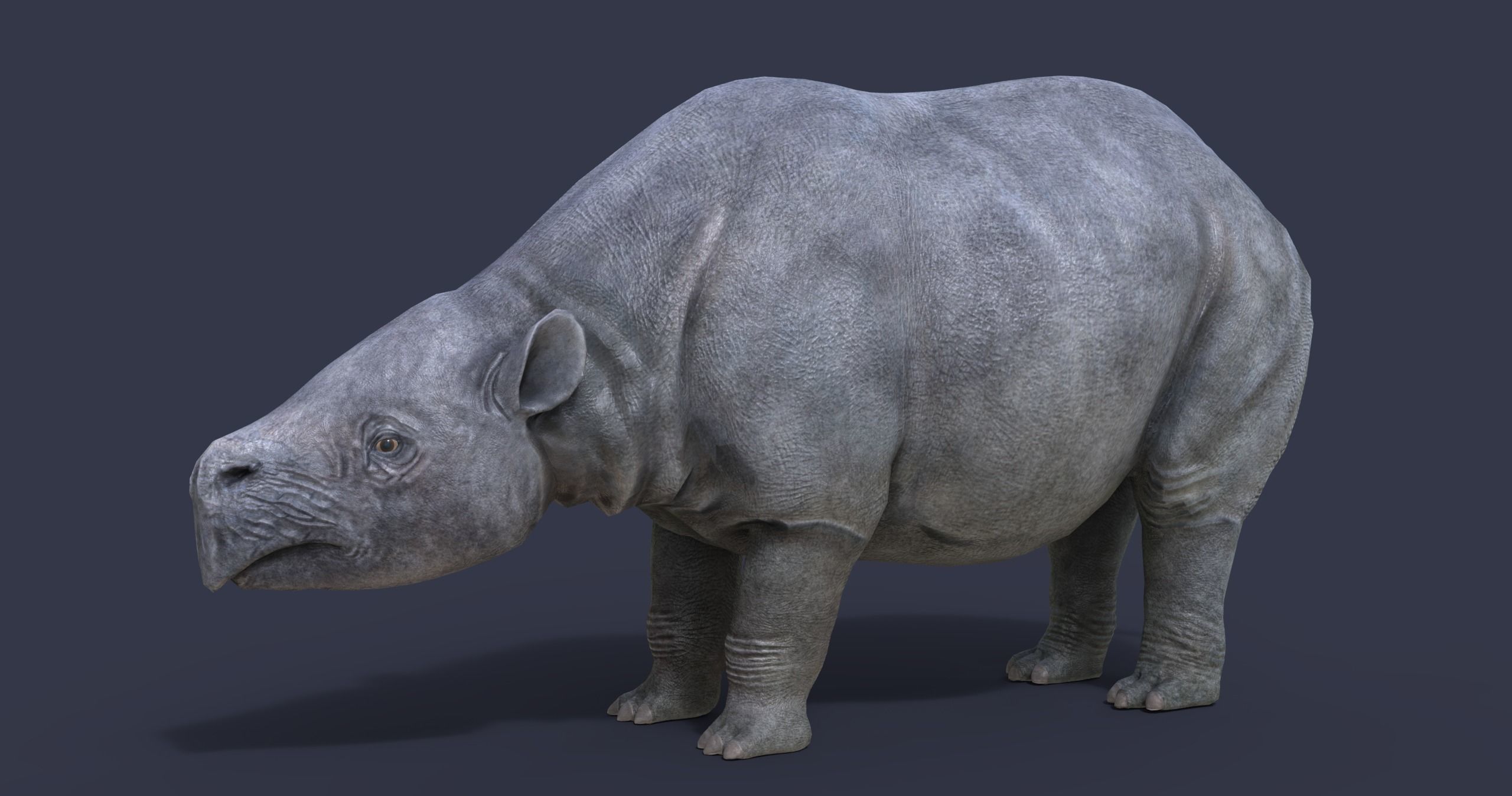 Toxodon rhinoceros in philippines 3D model_4