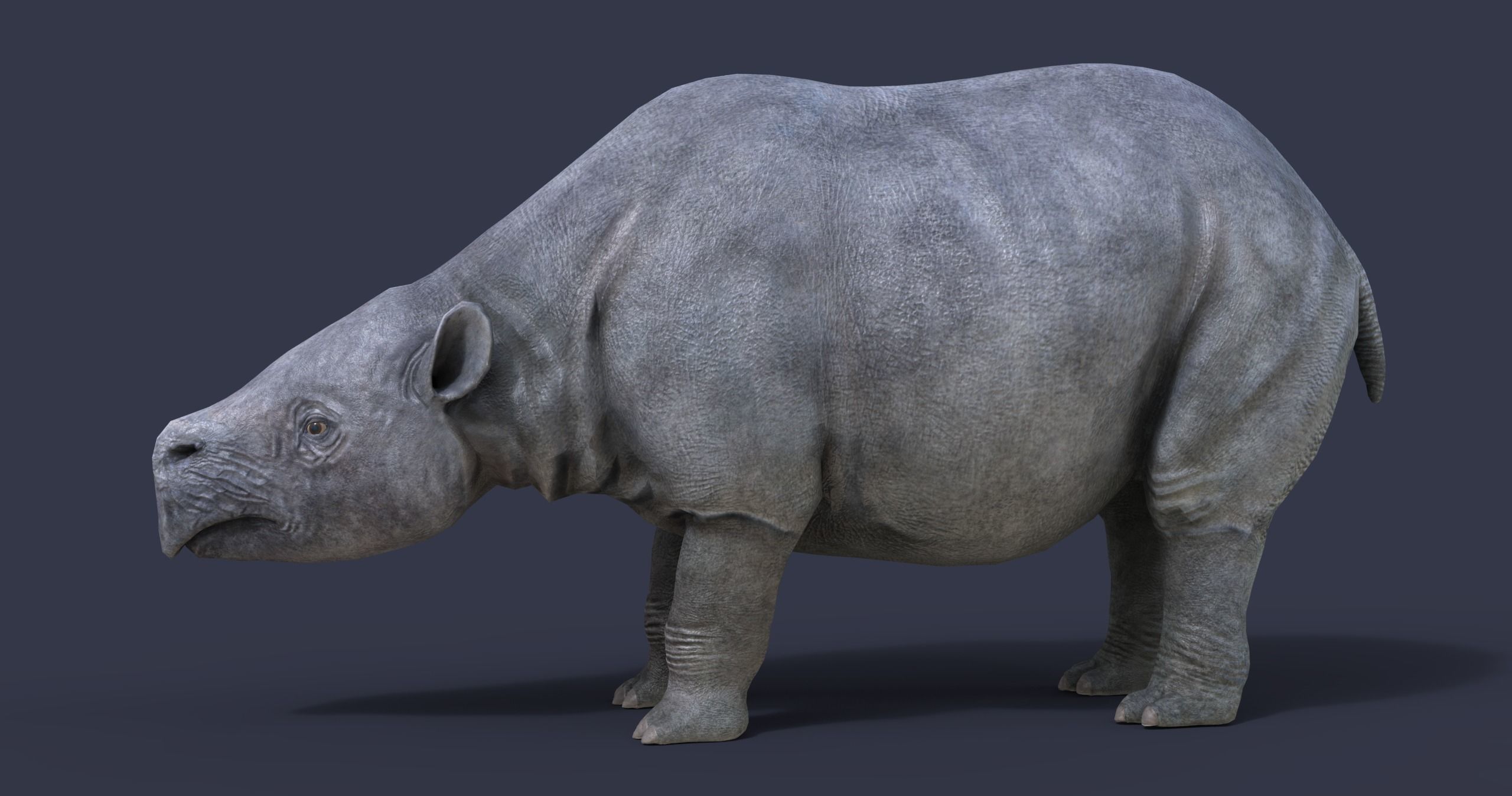 Toxodon rhinoceros in philippines 3D model_5