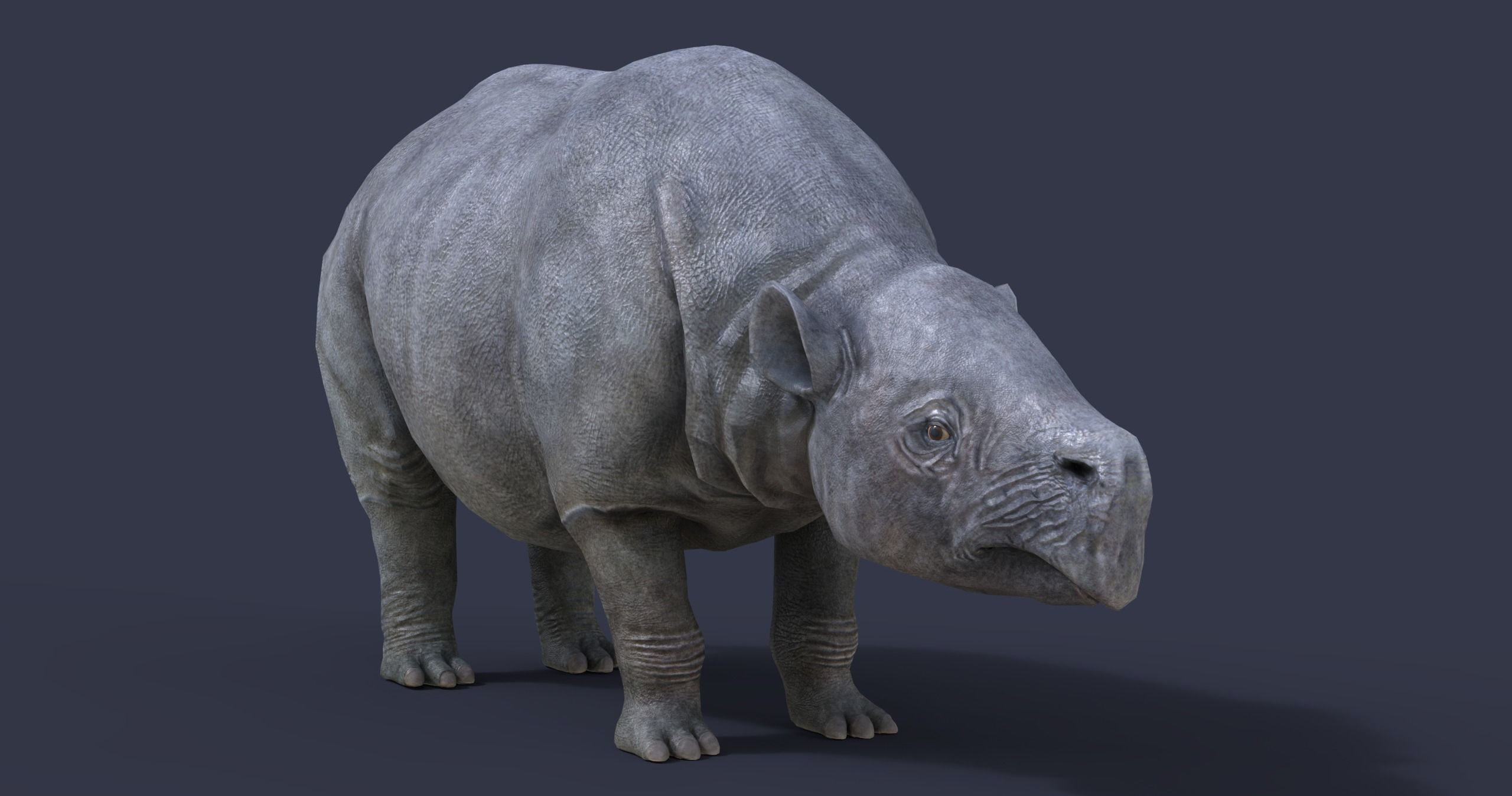 Toxodon rhinoceros in philippines 3D model_3