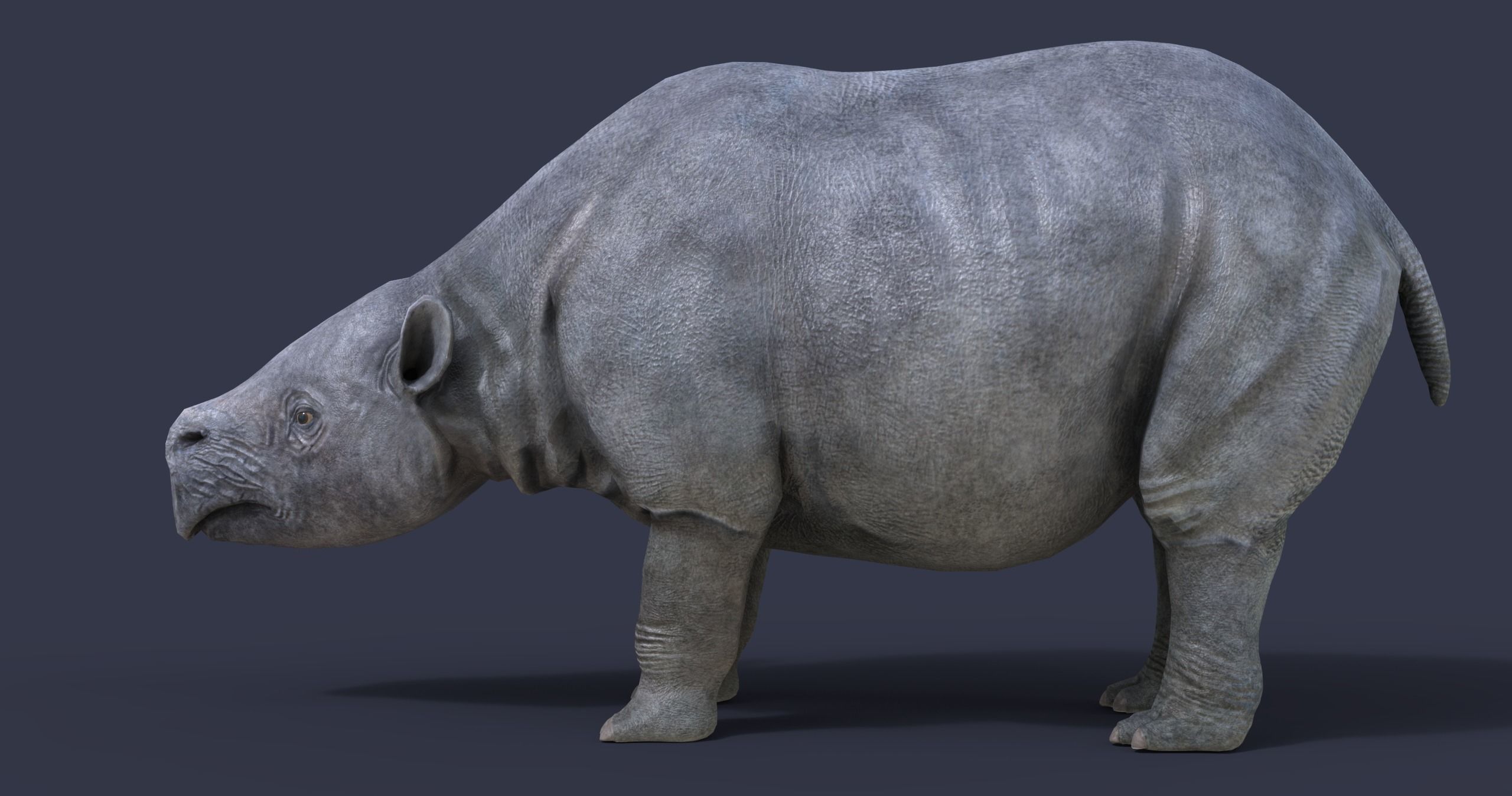 Toxodon rhinoceros in philippines 3D model_6