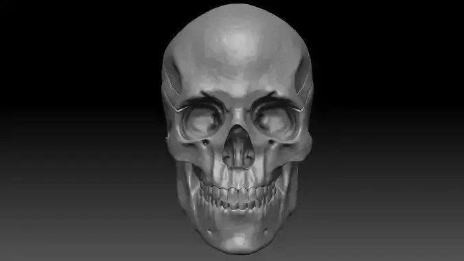 Human Skull