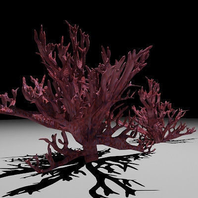 Red Coral 3D model