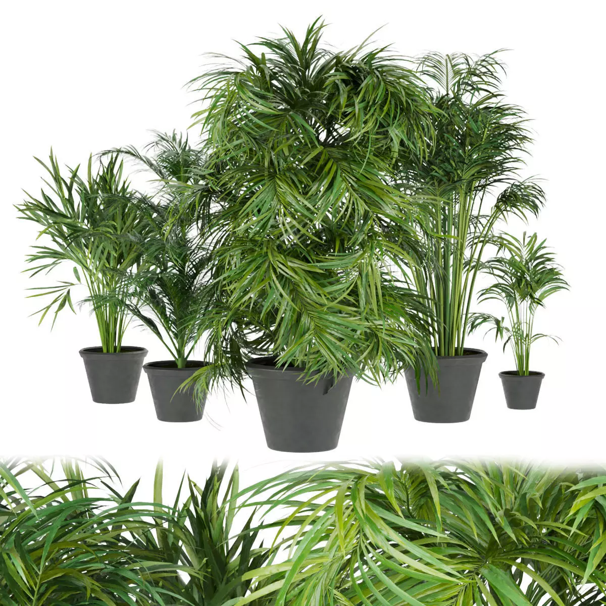 Collection plant vol 256 - indoor 3D model_0