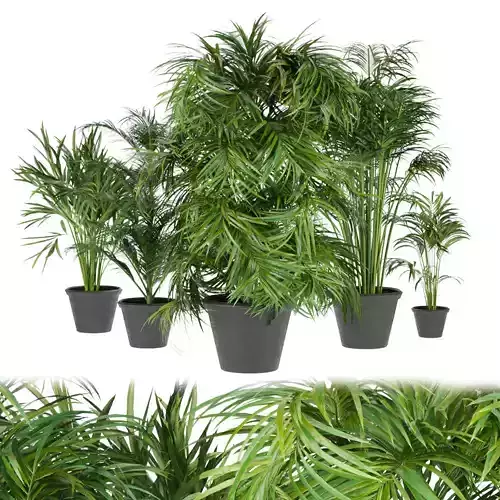 Collection plant vol 256 - indoor 3D model